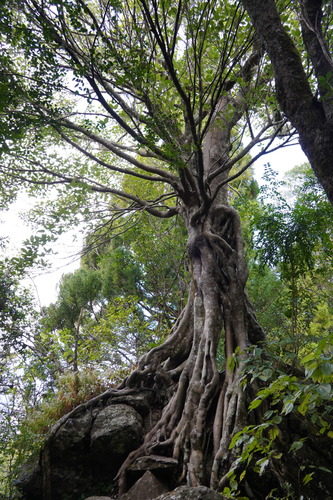 Ficus densifolia image