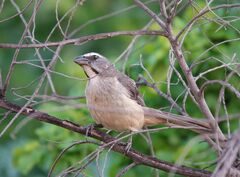 Saltator grandis