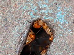 Shelfordella lateralis