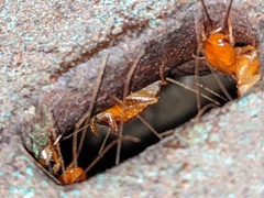 Shelfordella lateralis