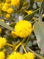 Acacia saligna