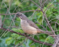Saltator grandis