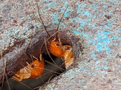 Shelfordella lateralis