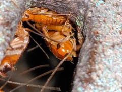 Shelfordella lateralis