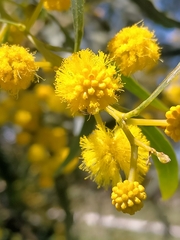 Acacia saligna