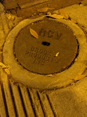 Shelfordella lateralis