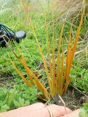 Libertia peregrinans