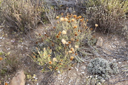 Image of Pteronia hutchinsoniana by (c) Tony Rebelo, some rights reserved (CC BY-SA)
