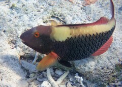 Cetoscarus ocellatus