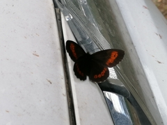 Erebia