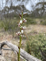 Prasophyllum odoratum