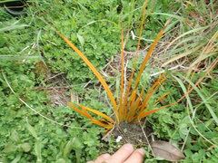 Libertia peregrinans