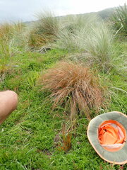 Libertia peregrinans