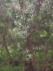 Melaleuca ericifolia