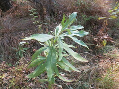 Cirsium arvense integrifolium