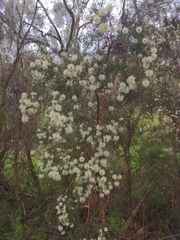 Melaleuca ericifolia