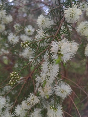 Melaleuca ericifolia