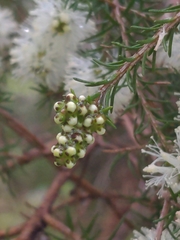 Melaleuca ericifolia