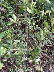 Ardisia quinquegona