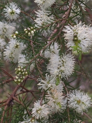 Melaleuca ericifolia