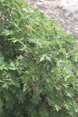 Cnidoscolus multilobus