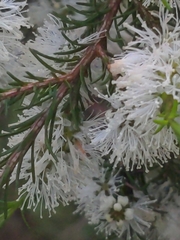 Melaleuca ericifolia