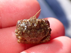 Glebocarcinus oregonensis