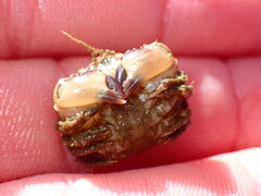 Glebocarcinus oregonensis