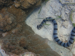 Laticauda colubrina