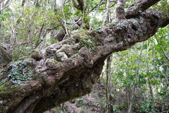 Sideroxylon borbonicum borbonicum