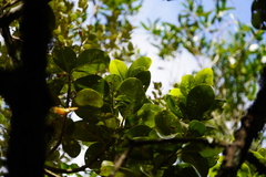 Sideroxylon borbonicum borbonicum