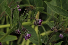 Symphytum officinale