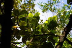 Sideroxylon borbonicum borbonicum