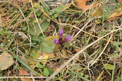 Gentianella
