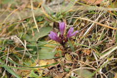 Gentianella