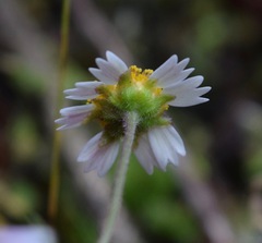 Sabazia humilis