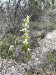 Prasophyllum odoratum