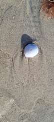 Mollusca