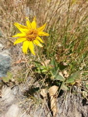 Arnica nevadensis