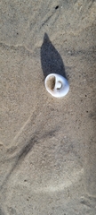 Mollusca