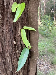 Parsonsia