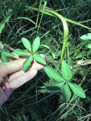 Ipomoea heptaphylla