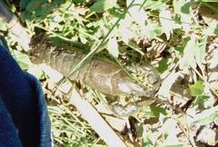 Faxonius virilis