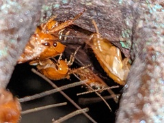 Shelfordella lateralis