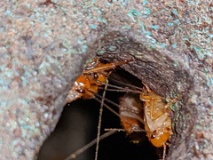 Shelfordella lateralis