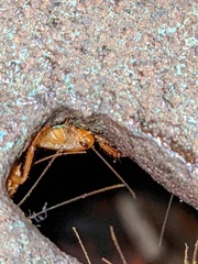 Shelfordella lateralis