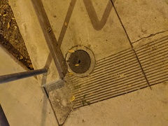 Shelfordella lateralis