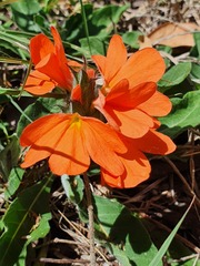 Crossandra subacaulis