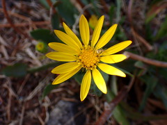 Grindelia hirsutula