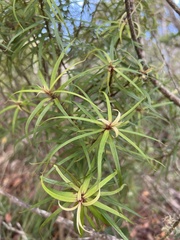 Myrsine linearifolia